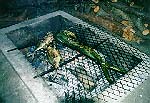 Fish grilling at the Hibiscus restaurant on Tahaa (John Beck).